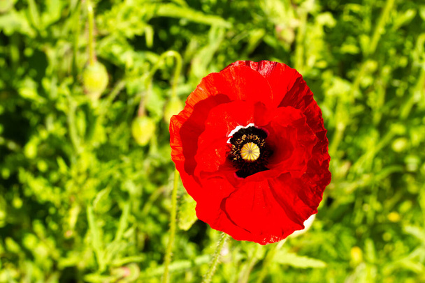 Jeden červený mák v zeleném poli přímo shora - Fotografie, Obrázek