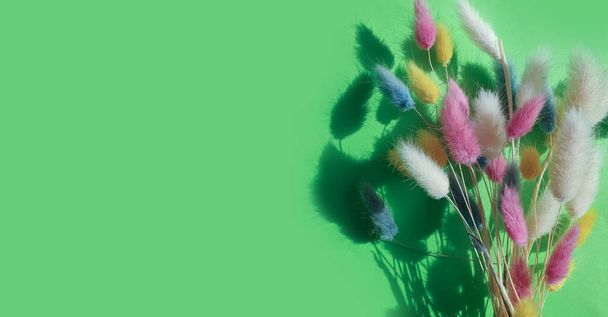  квітковий лагуна пухнаста на кольоровій фоновій рамці
 - Фото, зображення