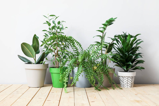 Pots with plants on light background - Foto, Imagen
