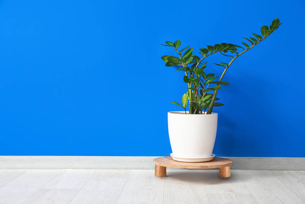 Pot with plant on color background - Photo, Image
