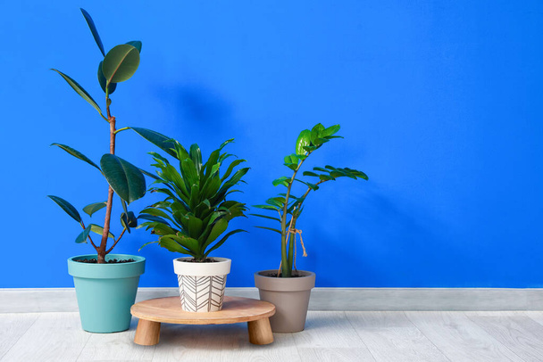 Pots with plants on color background - Foto, Imagem