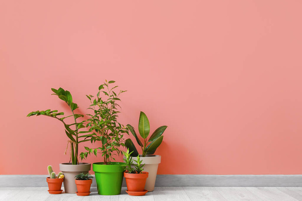 Pots with plants on color background - Valokuva, kuva