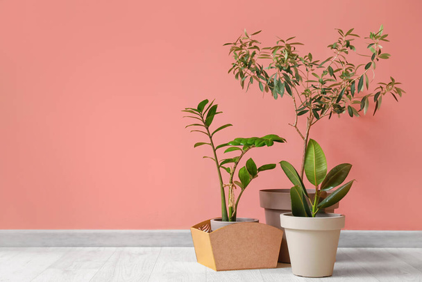 Pots with plants on color background - Photo, Image