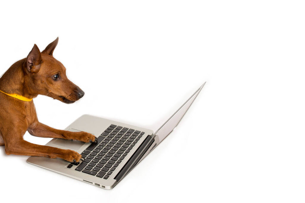 brown pinscher, with a yellow collar, next to a laptop, a white background. - Photo, image