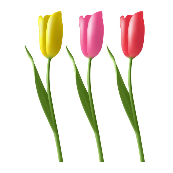 Realistic vector tulips set. Beautiful tulip buds, spring flowers design for greeting card 8 march or mothers day, vector format - Vector, Image