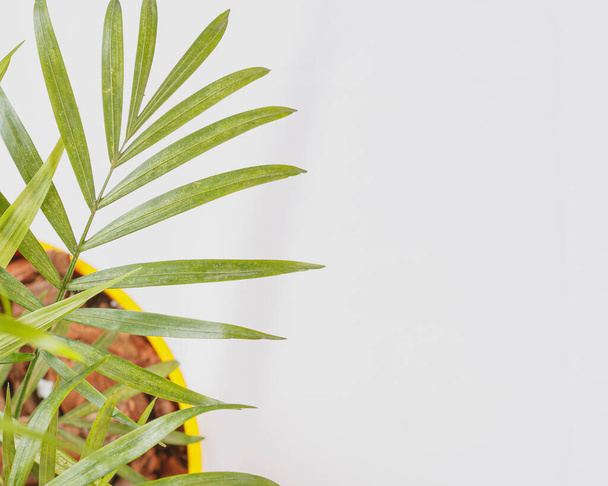 A top view. Macro picture of part of parlour palm plant indoor in a flowerpot, to the left of the frame, on the white background. Space for text on the right of the image. - 写真・画像