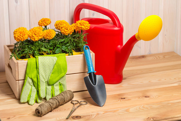 spring concept, gardening tools for gardening and seedlings, watering can, seasonal garden work.  - Photo, Image