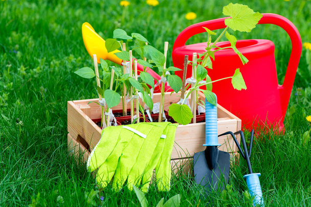 Plántulas de pimienta en una caja con guantes y herramientas para el cultivo del suelo - Foto, Imagen