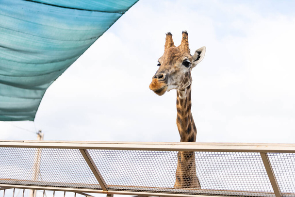 Chica alimentación jirafa en zoológico - Foto, Imagen