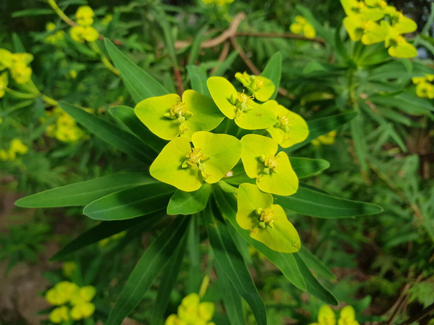 Рослина Euphorbia cyparissias у період цвітіння - Фото, зображення
