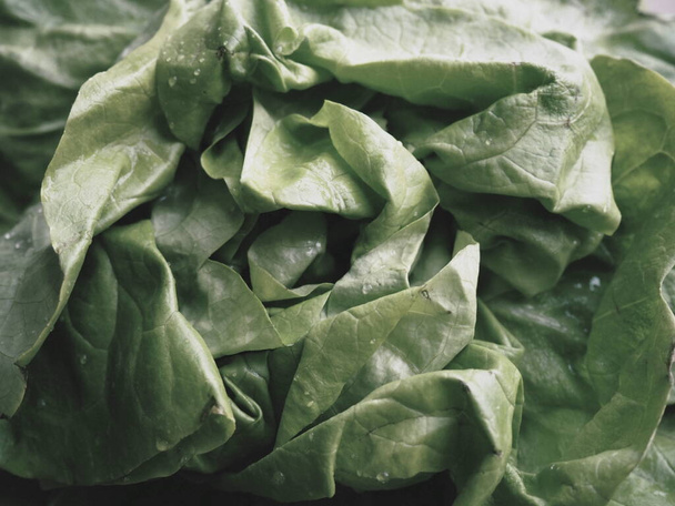 lettuce. An annual herb of the genus Lettuce of the Asteraceae family. Delicious fortified leaves. Green salad or side dish. Fresh herbs for healthy eating. - 写真・画像
