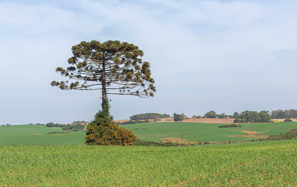Araucaria angustifolia arbre isolé dans le champ de pâturage. Plante connue sous le nom de priro brésilien. Espèces arboricoles de gymnospermes appartenant à la famille des Araucariaceae - Photo, image