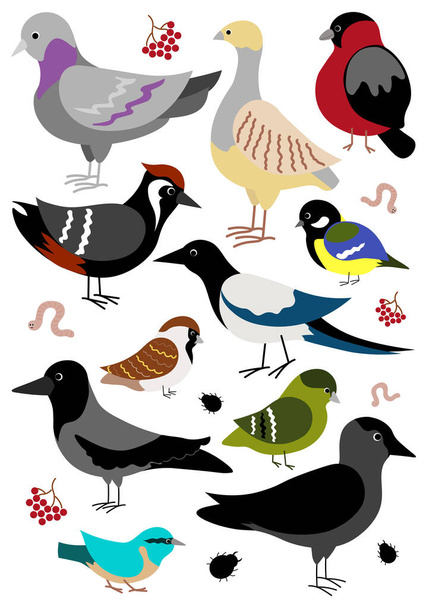 Set of cartoon and funny wintering birds. Vector - Vector, Image
