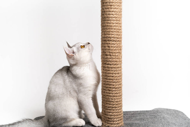 weiße graue Kätzchen mit bernsteinfarbenen Augen auf hellem Hintergrund schärft die Krallen an der Klaue und blickt in die Kamera. Konzept der Haustierpflege. - Foto, Bild