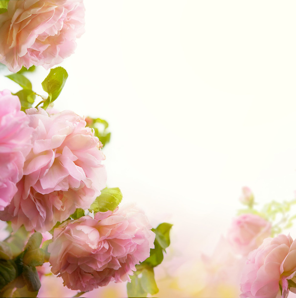 resumen Hermosa rosa rosa floral borde fondo
  - Foto, Imagen