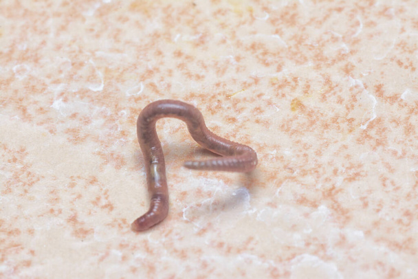 ascaris the parasitic nematode worm. - Photo, Image