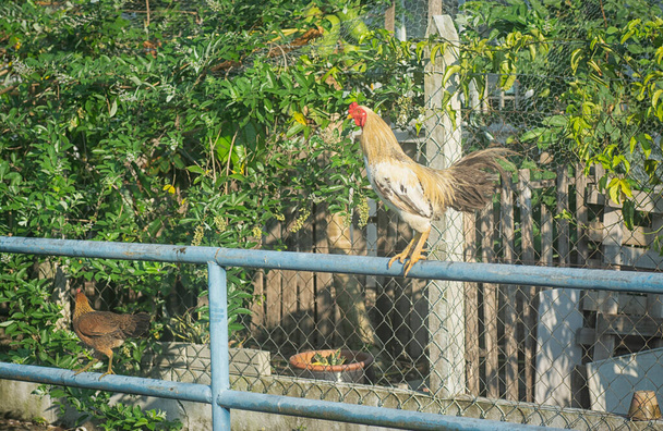 scene of the Rooster standing on the fence. - Photo, Image