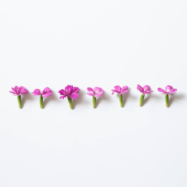 Pink flowers on white background. flat lay, top view, copy space - Zdjęcie, obraz