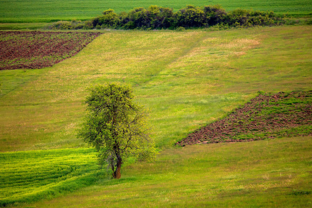 landbouw voorjaar landschap  - Foto, afbeelding
