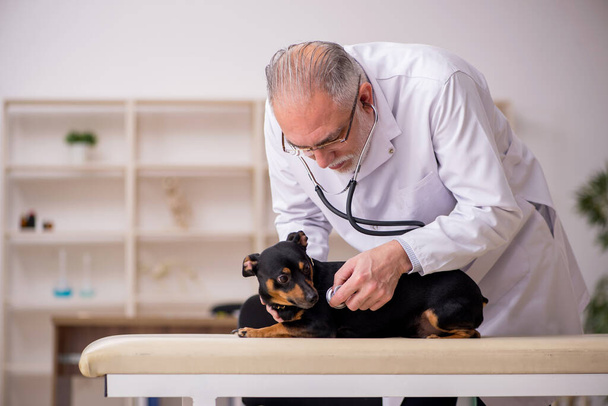 Stary lekarz weterynarii badający psa w klinice - Zdjęcie, obraz
