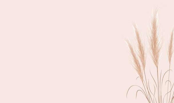 Dried natural pampas grass on beige background. Floral ornament elements in boho style. Vector illustration of cortaderia selloana. New trendy home decor. Flat lay, copy space, top view - Vector, Image