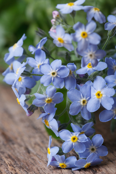 bouquet of blue flowers forget-me-not. closeup - Fotografie, Obrázek