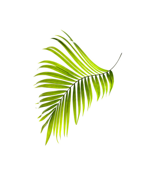 Hoja verde de palmera sobre fondo blanco - Foto, Imagen