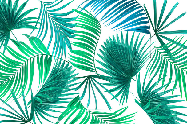 Green leaves of palm tree on white background - Foto, immagini