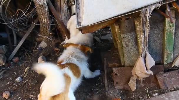 Küzdelem két korcs kutya két korcs nem osztozik a területen - Felvétel, videó