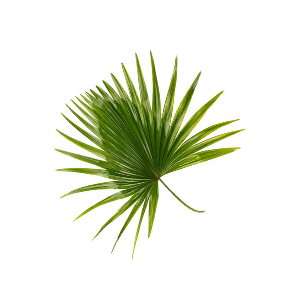 Zöld levél pálmafa háttér - Fotó, kép