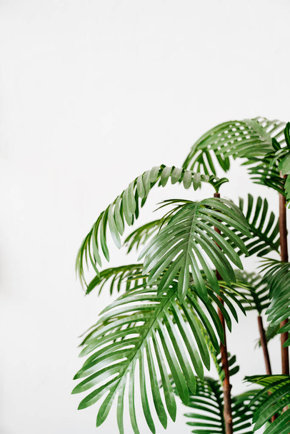 date palm. houseplant in interior. artificial palm tree in pot. - Φωτογραφία, εικόνα