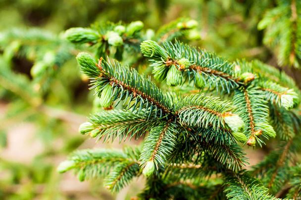 Fir tree Spruce in the spring time. Nature background - Photo, Image