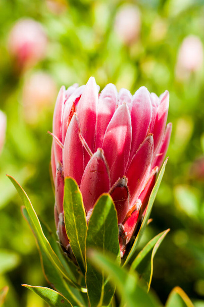 Prachtige rode Protea bloem- geslacht van Zuid-Afrikaanse bloeiende planten, ook wel suikerstruiken - Foto, afbeelding
