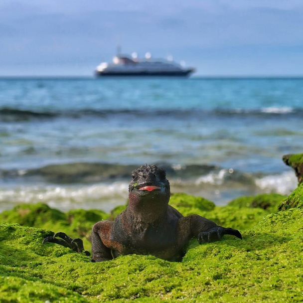 Marine Iguana φυσάει βατόμουρα στην κάμερα στα νησιά Γκαλαπάγκος - Φωτογραφία, εικόνα