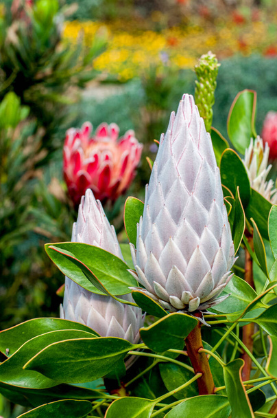 Beauriful red Protea flower- genus of South African flowering plants, also called sugarbushes - Foto, Imagen