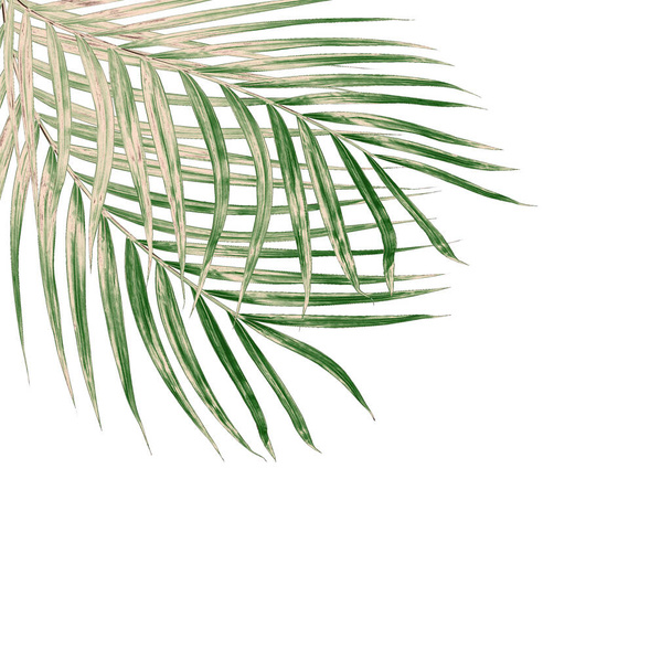 hojas verdes de palmera aisladas sobre fondo blanco - Foto, Imagen