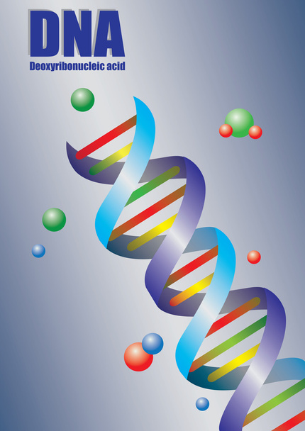 Двойная спираль ДНК в цветной векторной иллюстрации
 - Вектор,изображение