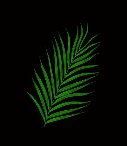 Green leaves of palm tree isolated on black background - Foto, Bild