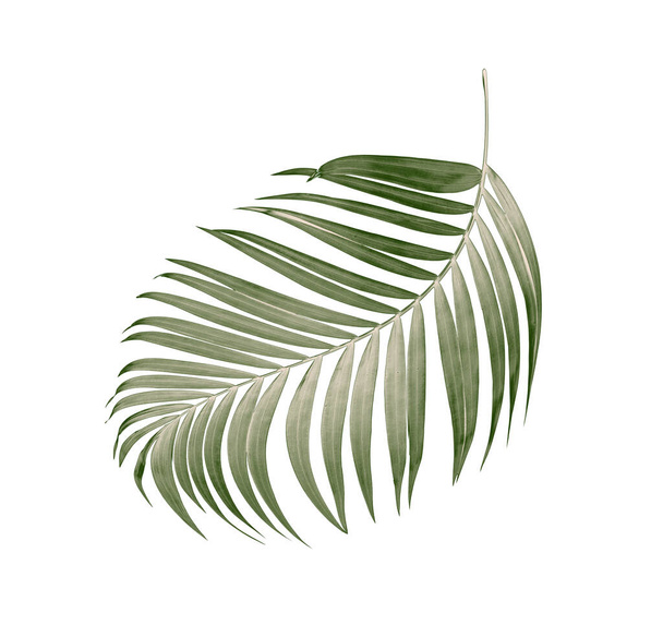 Zielone liście palmy na białym tle - Zdjęcie, obraz