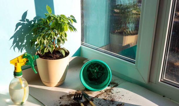 Frühjahrspflege für Zimmerpflanzen, Frühlingserwachen für Zimmerpflanzen. Eine Pflanze in einen neuen Topf zu Hause am Fenster pflanzen. - Foto, Bild