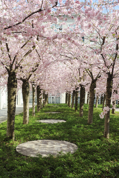 Şeftali ağacı çiçek - Fotoğraf, Görsel