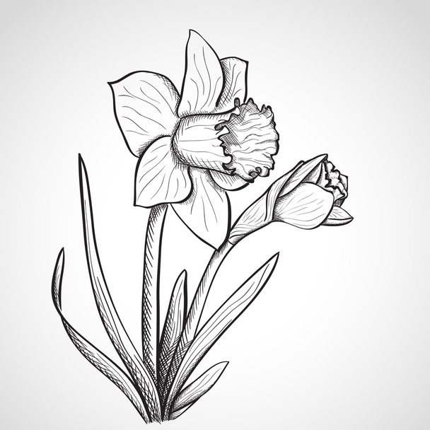 Sketch  daffodil flower, hand drawn - Vektor, obrázek