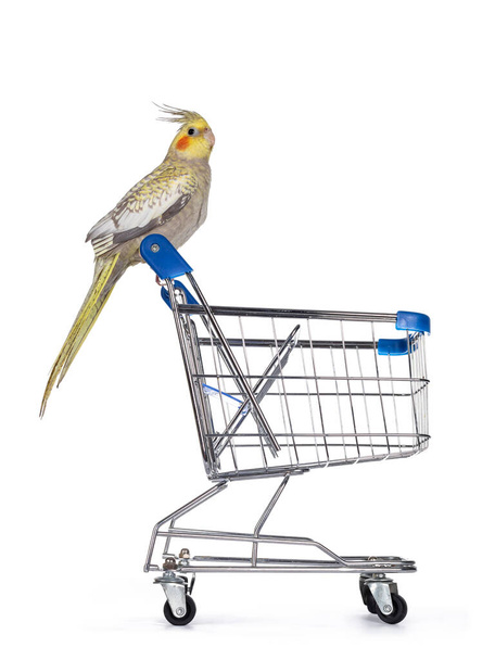 Female Cockatiel bird aka Nymphicus hollandicus, sitting side ways on handle of mini shopping cart. Isolated on white background. - Photo, Image
