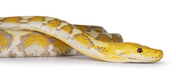 Levandule Albino Reticulated python aka Malayopython reticulatus snake. Izolováno na bílém pozadí. - Fotografie, Obrázek
