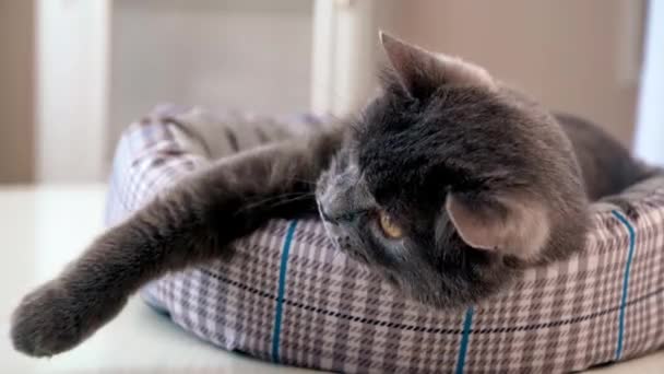 Un gato doméstico con piel gris oscura y ojos anaranjados acostado en el sofá y tratando de coger la mano de un humano. Movimiento lento - Metraje, vídeo