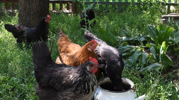 Les poules boivent l'eau de la vieille bouilloire parmi l'herbe verte, d'autres pâturages de poulet - Photo, image