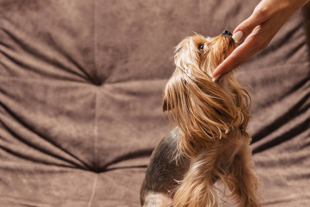 yorkshire terrier. yorkie. dog on the couch. the owner touches his pet. - Photo, Image
