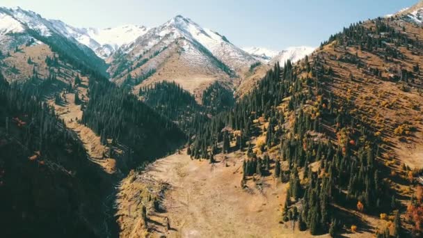 Autumn in the mountains. Yellow grass, green firs. - Footage, Video