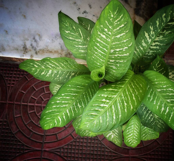 Fresh green and white leaf background. Dumb Cane plant (Dieffenbachia Exotica) air purifying plant used for houseplant,india. - Photo, Image