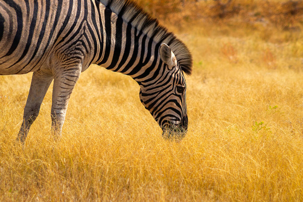 Animali selvatici africani. African Mountain Zebra in piedi nelle praterie. Parco nazionale di Etosha. Namibia - Foto, immagini